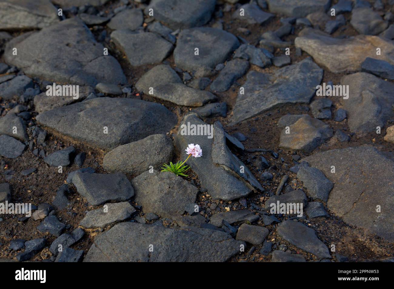 Sea thrift / sea pink (Armeria maritima) in flower among volcanic rocks in lava field, Norðurland eystra / Northeastern Region, Iceland Stock Photo