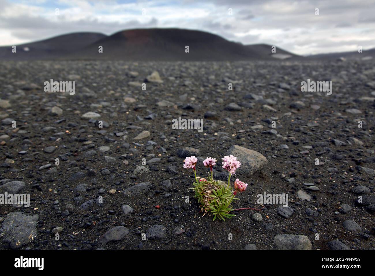 Sea thrift / sea pink (Armeria maritima) in flower among volcanic rocks in lava field, Norðurland eystra / Northeastern Region, Iceland Stock Photo
