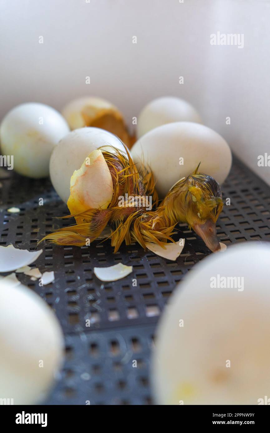 Process of hatching from goose eggs in the incubator. Close up of crack