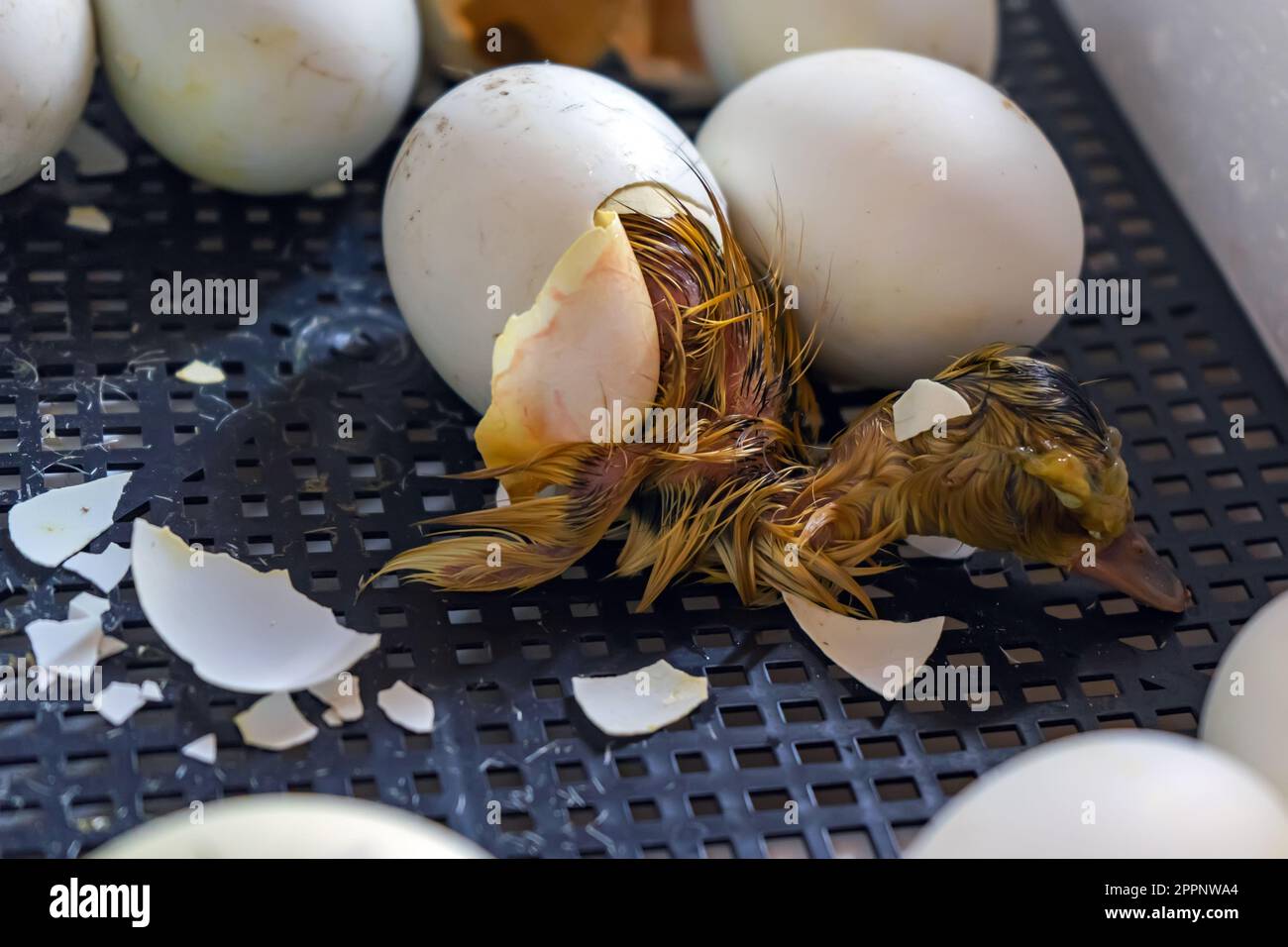 Close up of crack egg duck before birth. The process of hatching from