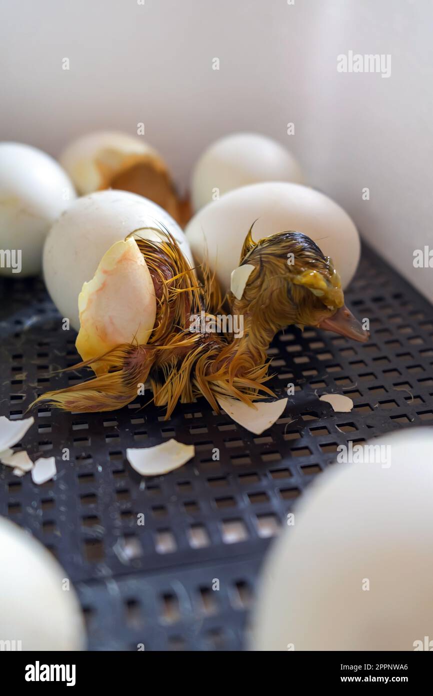 Close up of crack egg duck before birth. The process of hatching from