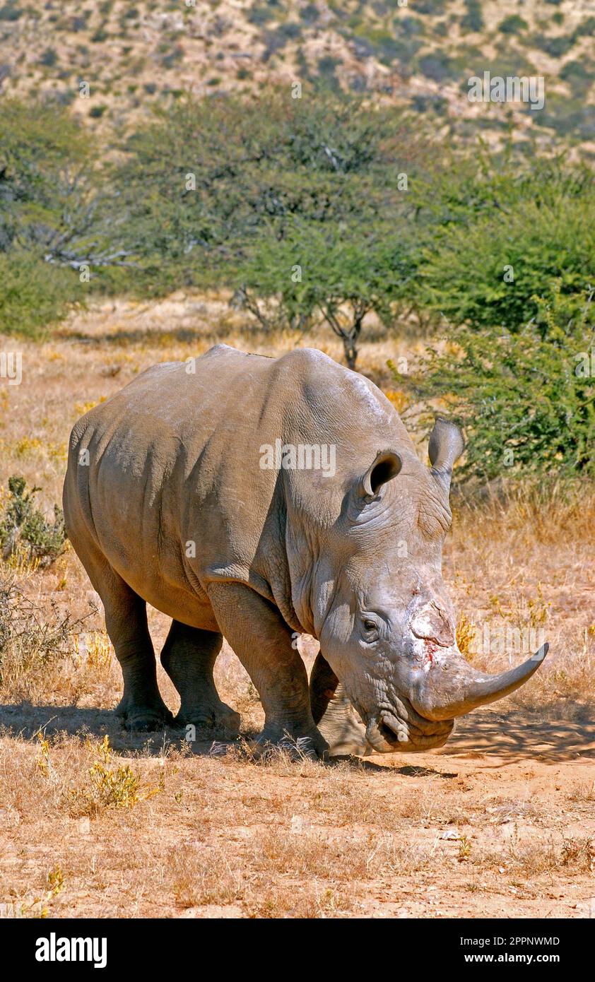 White rhinoceros, Epako park Namibia Stock Photo