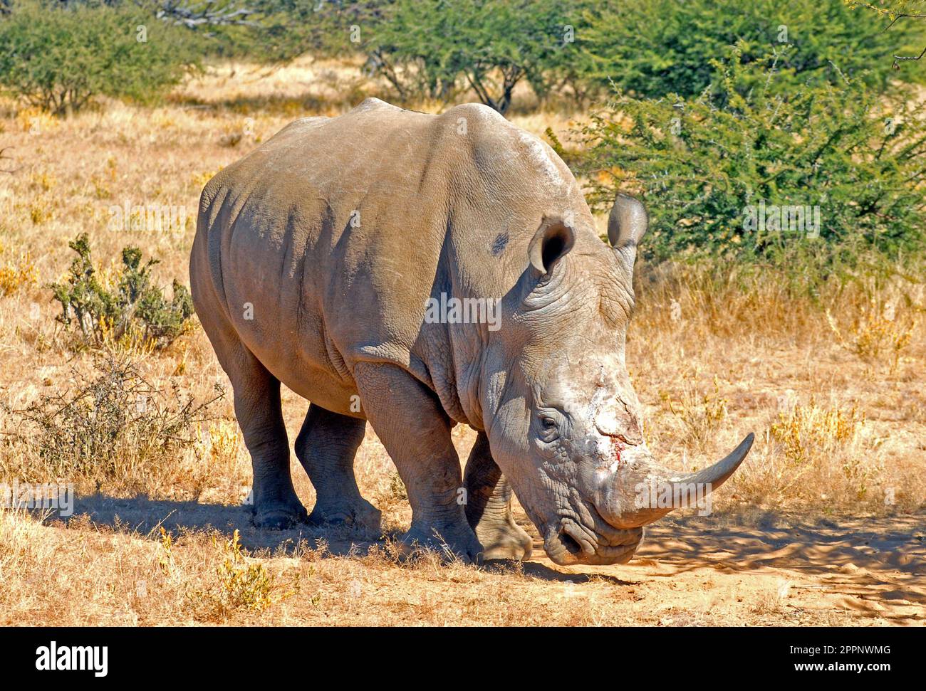 White rhinoceros, Epako park Namibia Stock Photo