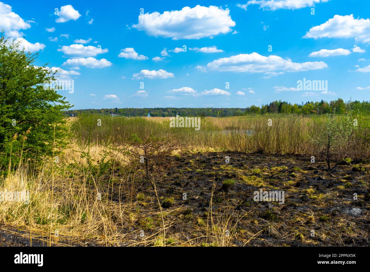 Field edge damaged by fire. Meadow after the fire Stock Photo Alamy