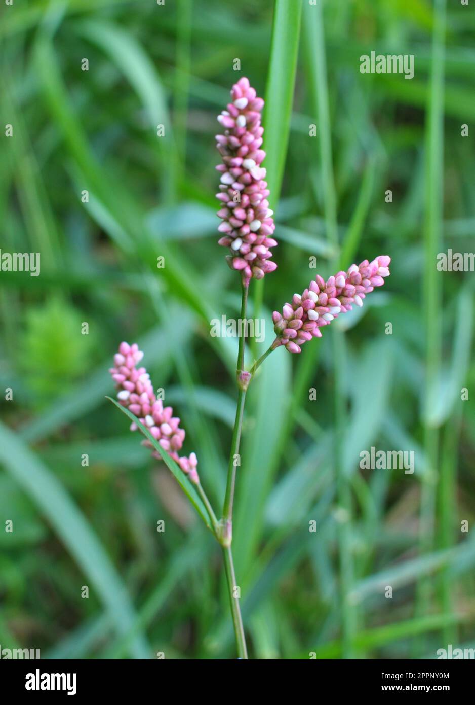 Persicaria maculosa grows among grasses in the wild Stock Photo