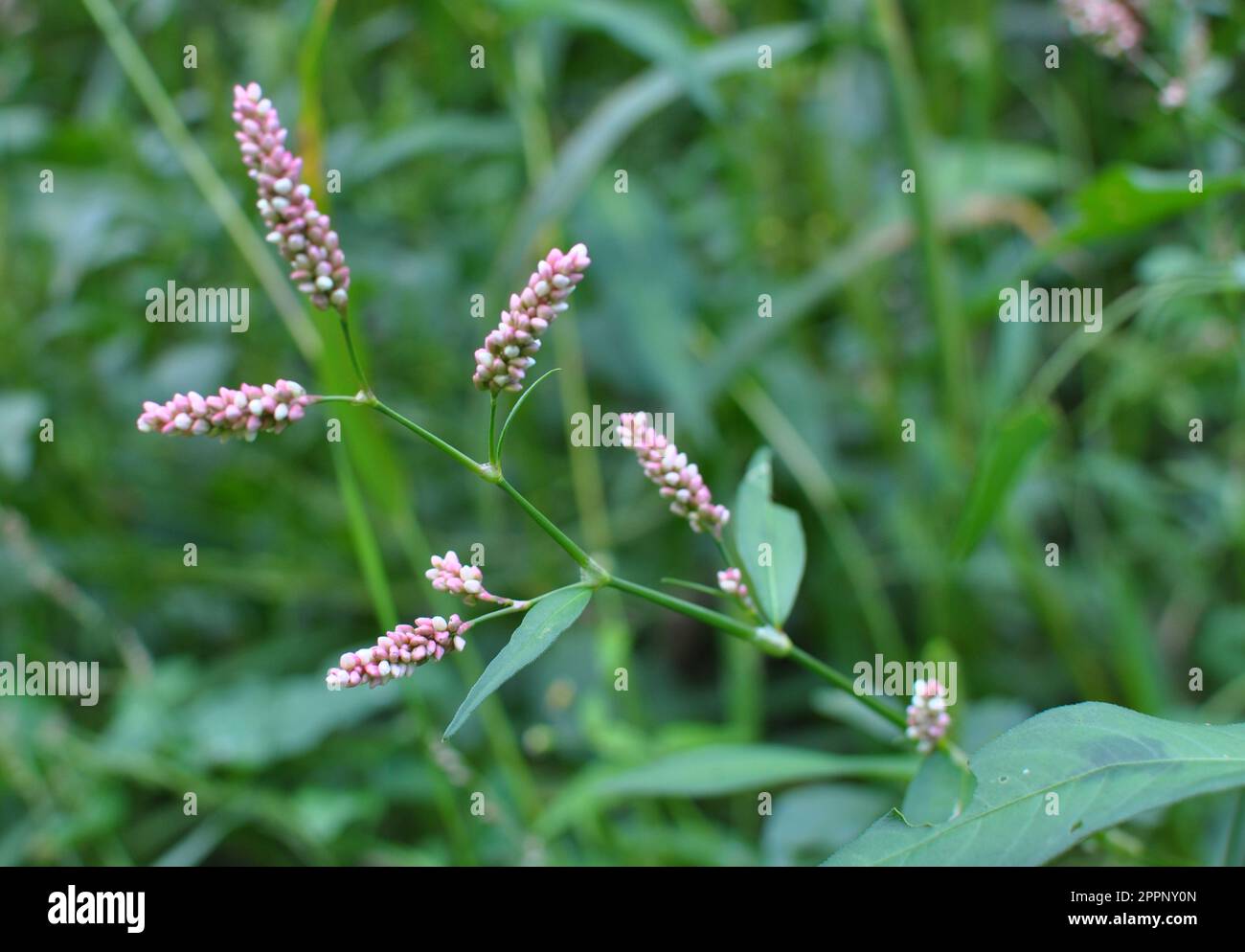 Persicaria maculosa grows among grasses in the wild Stock Photo