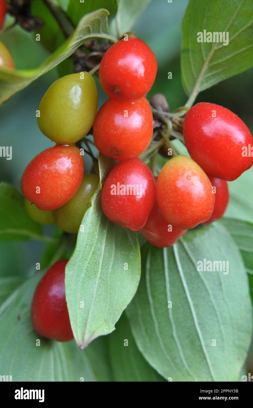 In the garden on a tree branch ripen dogwood fruits Stock Photo