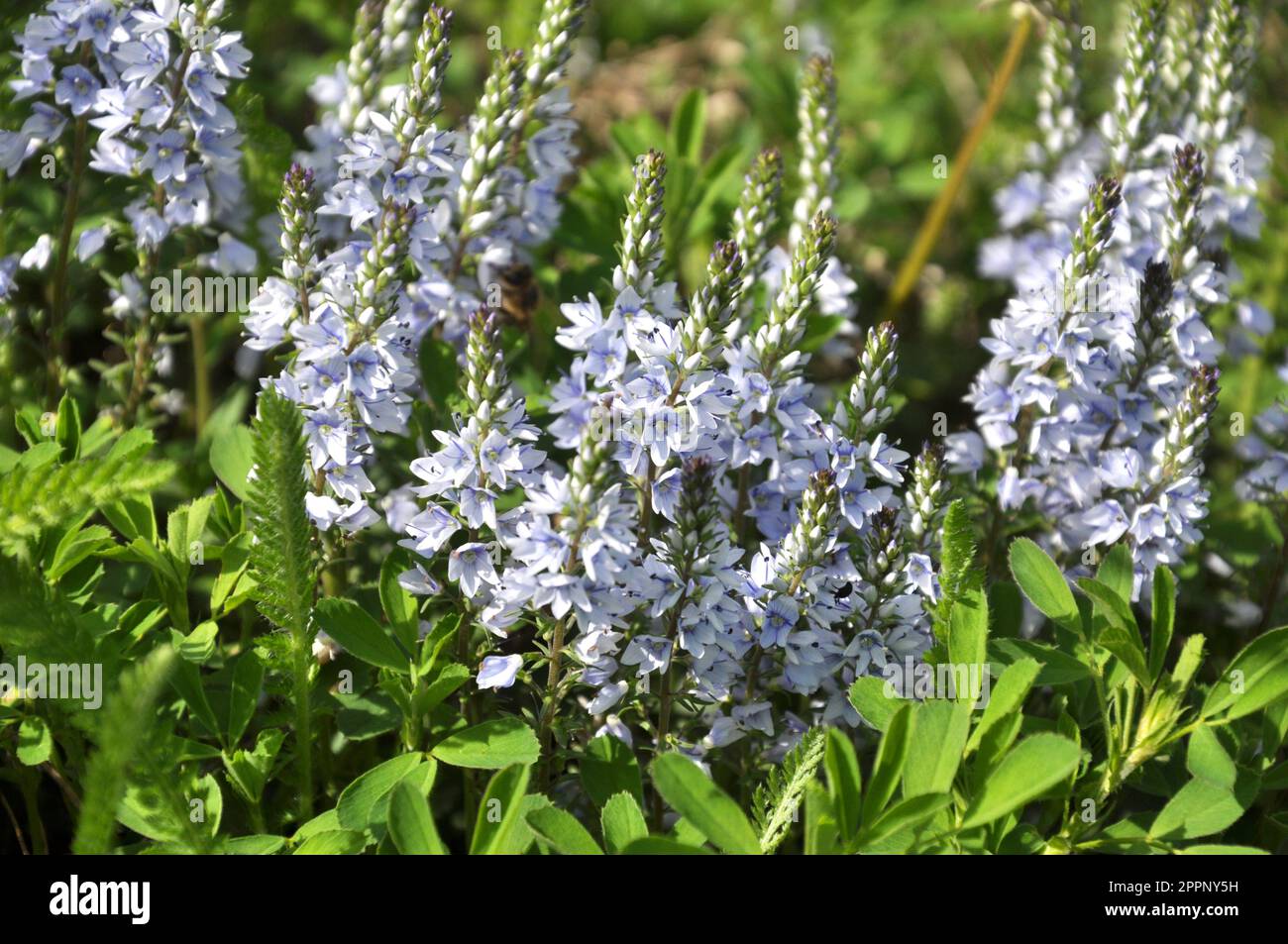 In the spring, Veronica prostrata blooms in the wild among grasses Stock Photo