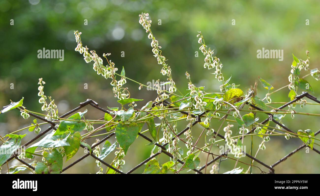 Wild shrub buckwheat (Fallopia dumetorum), which twists like a weed