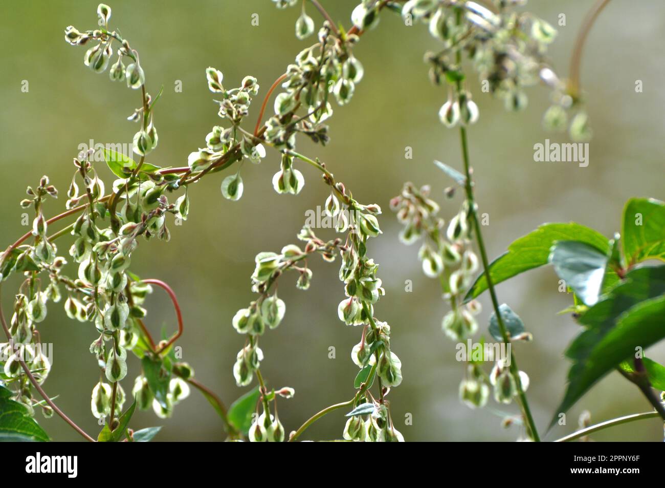 Wild shrub buckwheat (Fallopia dumetorum), which twists like a weed