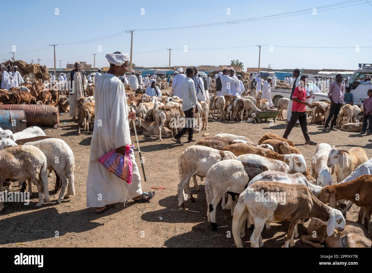 A Sheep Market in Omdurman, Sudan Stock Photo