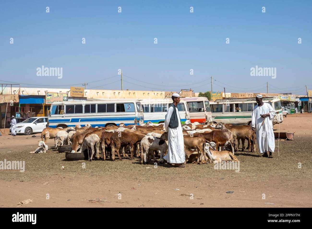 Sheep for sale in Omdurman, Sudan Stock Photo