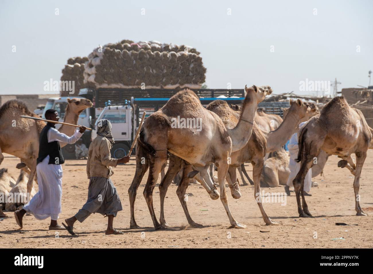 The Al-Moheli Camel Market, Omurdaman, Sudan Stock Photo