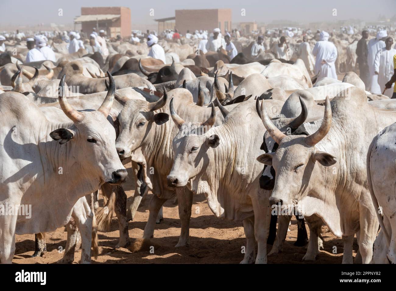 Cattle at Al-Moheli  Market, Omurdaman, Sudan Stock Photo