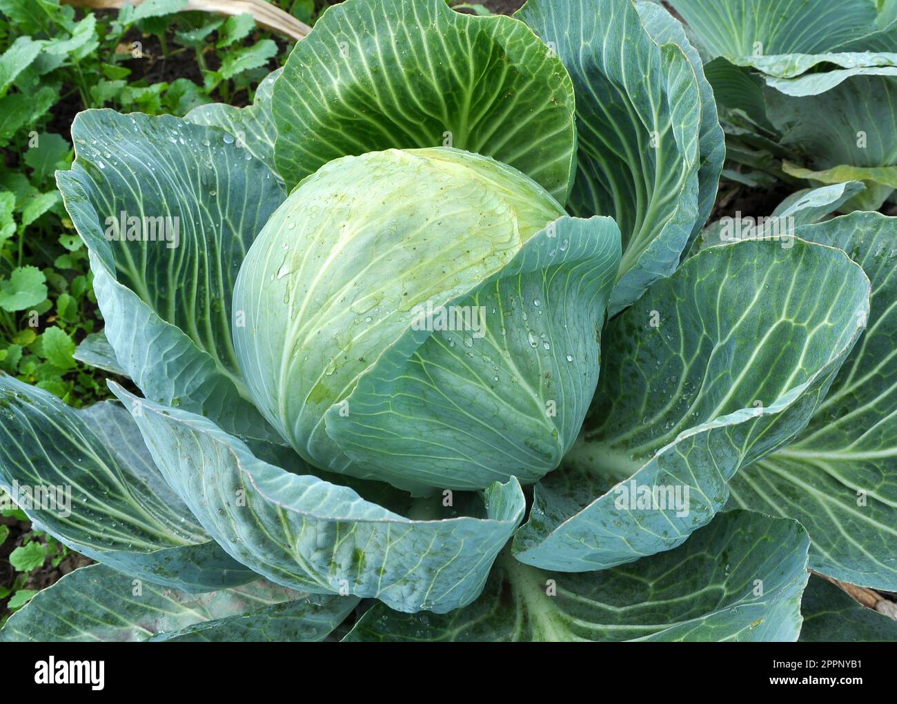 Cabbage grows in the organic open ground in the garden Stock Photo
