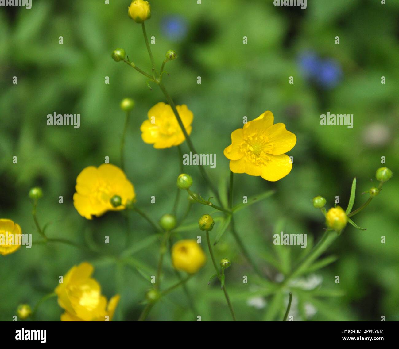 Wild Yellow Ranunculus Yellow buttercup flowers ranunculaceae ranunculus hi-res stock ...