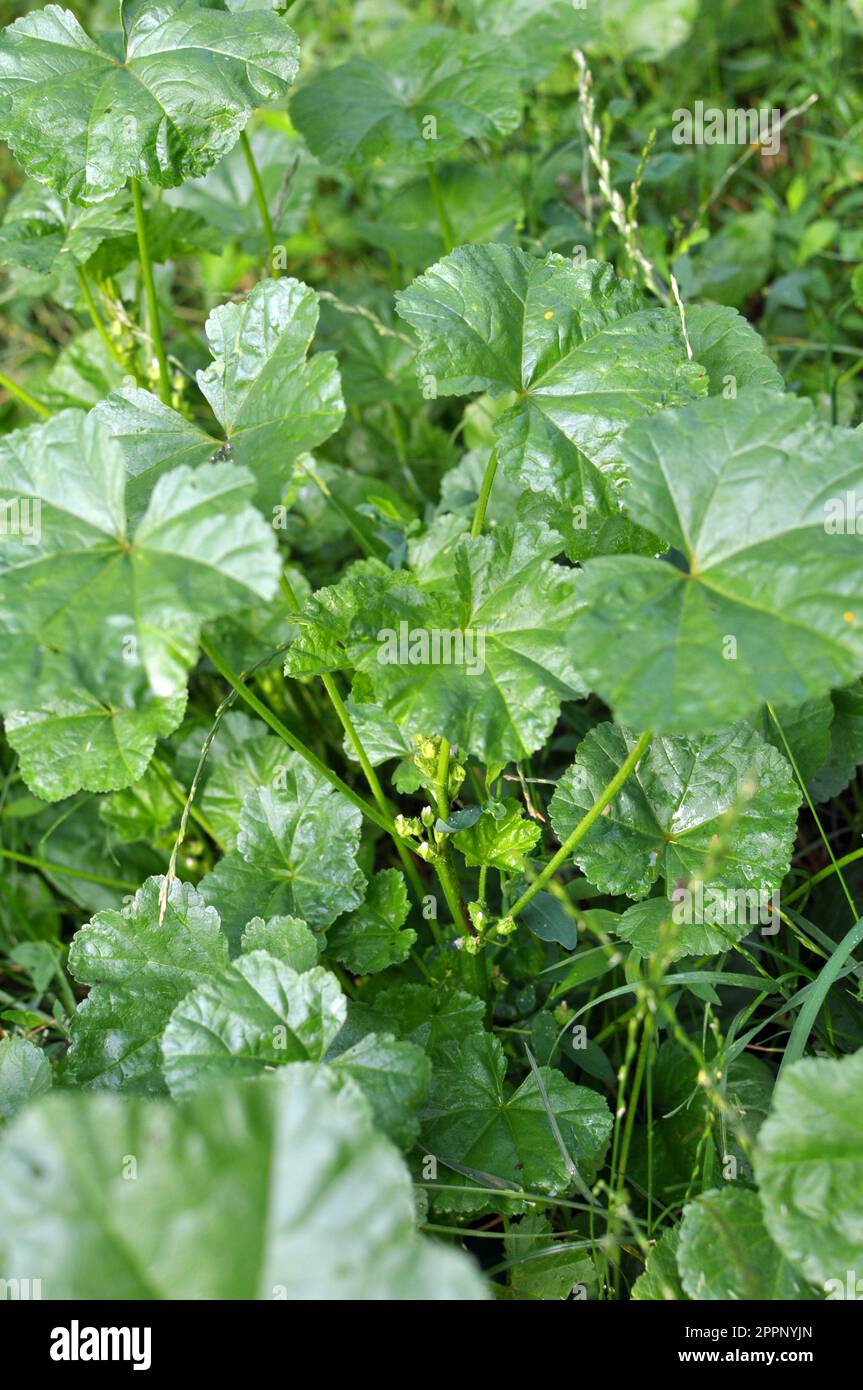 Mallow (Malva pusilla, Malva rotundifolia) grows in the wild in summer Stock Photo