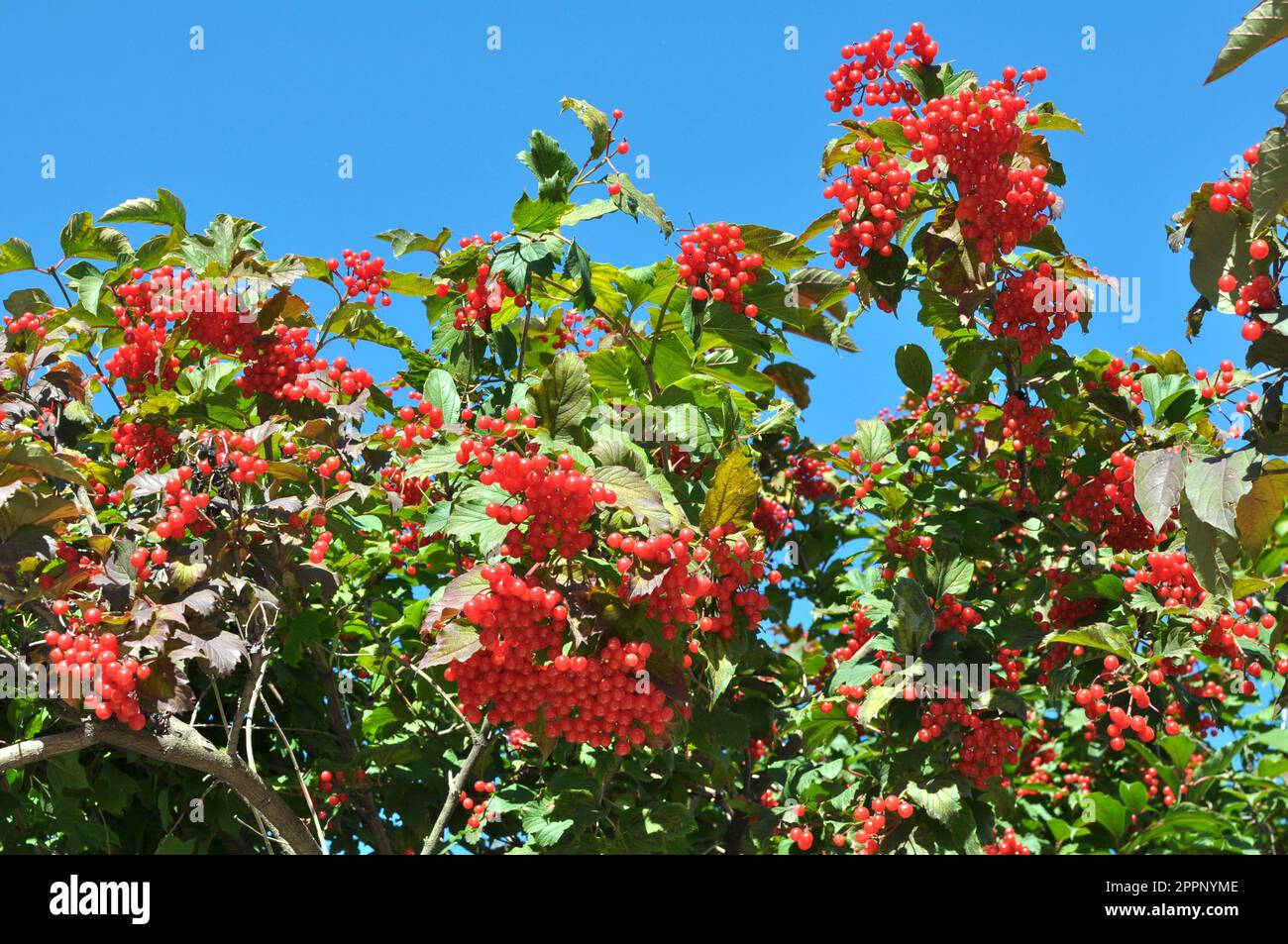 Guelder rose (Viburnum opulus) red berries ripen on the branch of the bush Stock Photo