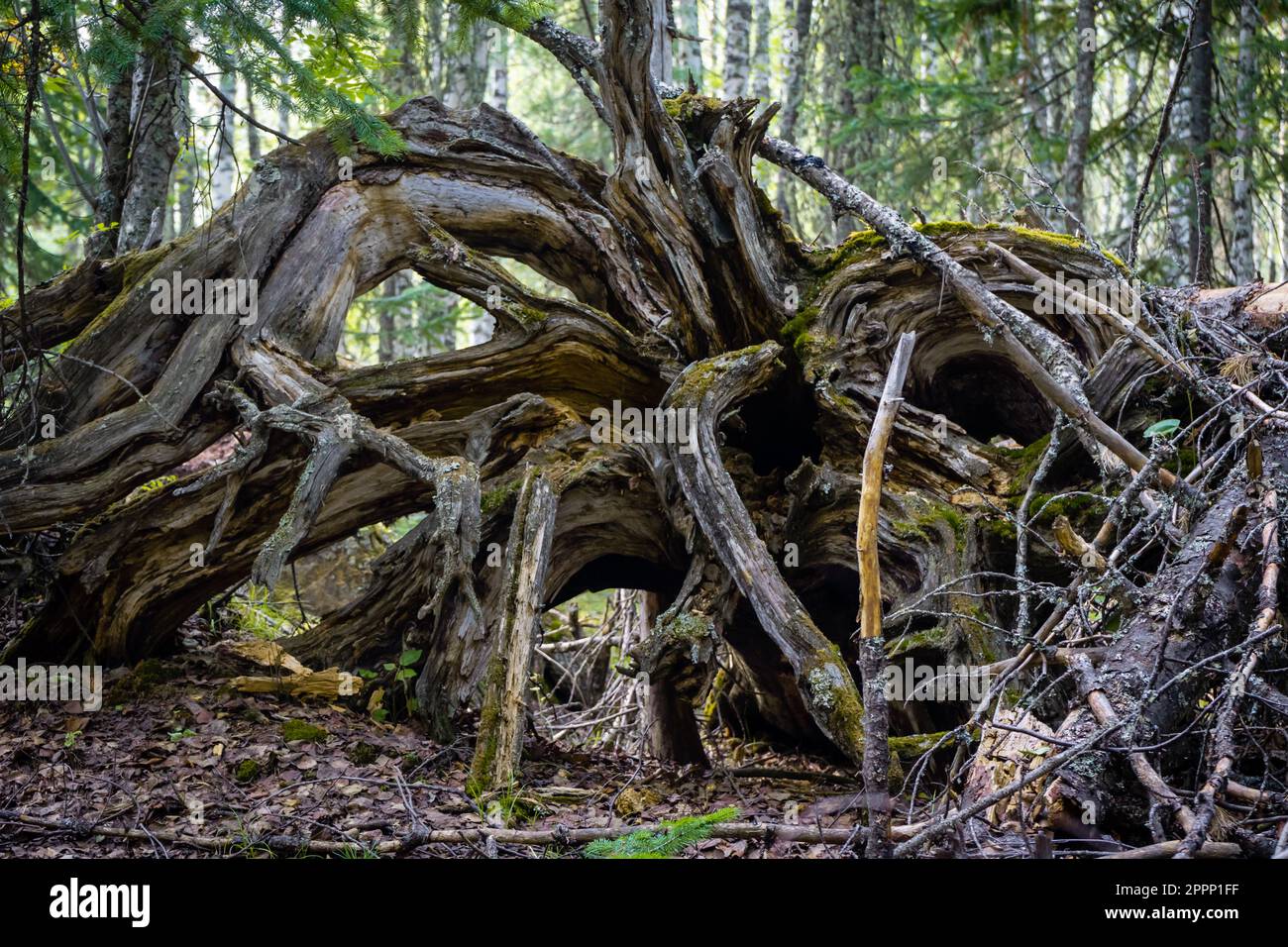 Old dry roots trees turned out of the ground Stock Photo - Alamy