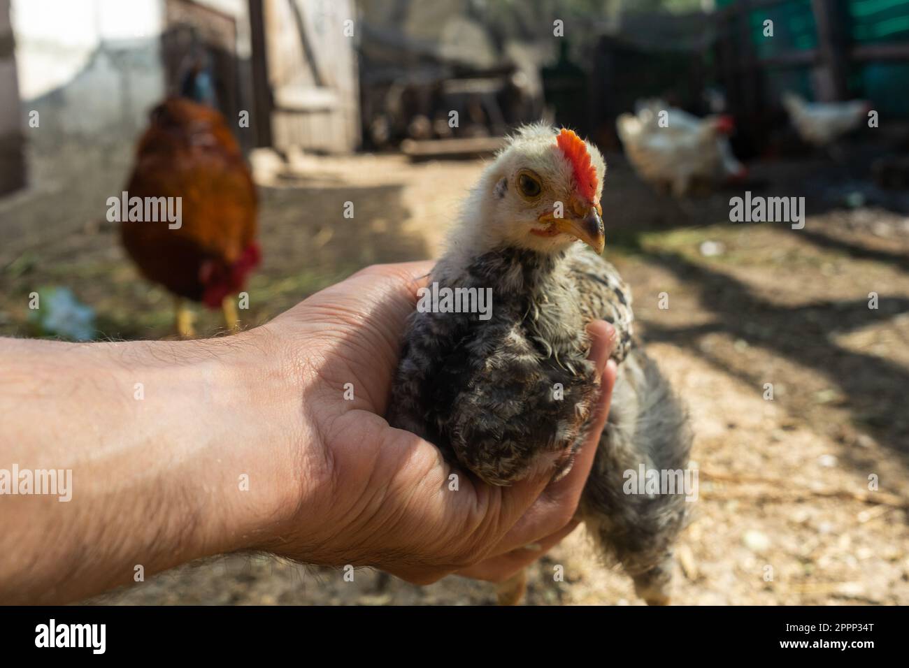 chick in hand. home small poultry farm Stock Photo - Alamy