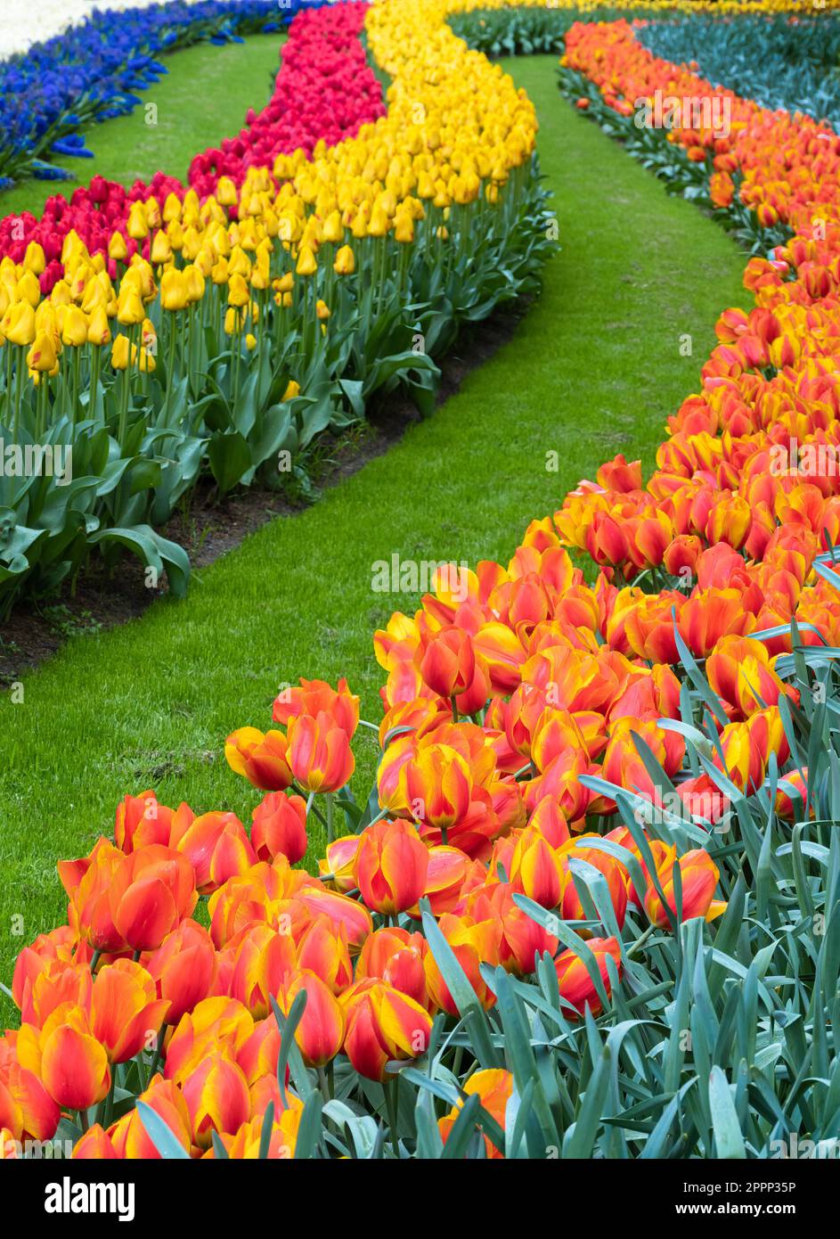 Leading lines of colorful blooming tulips in the park Keukenhof in the ...