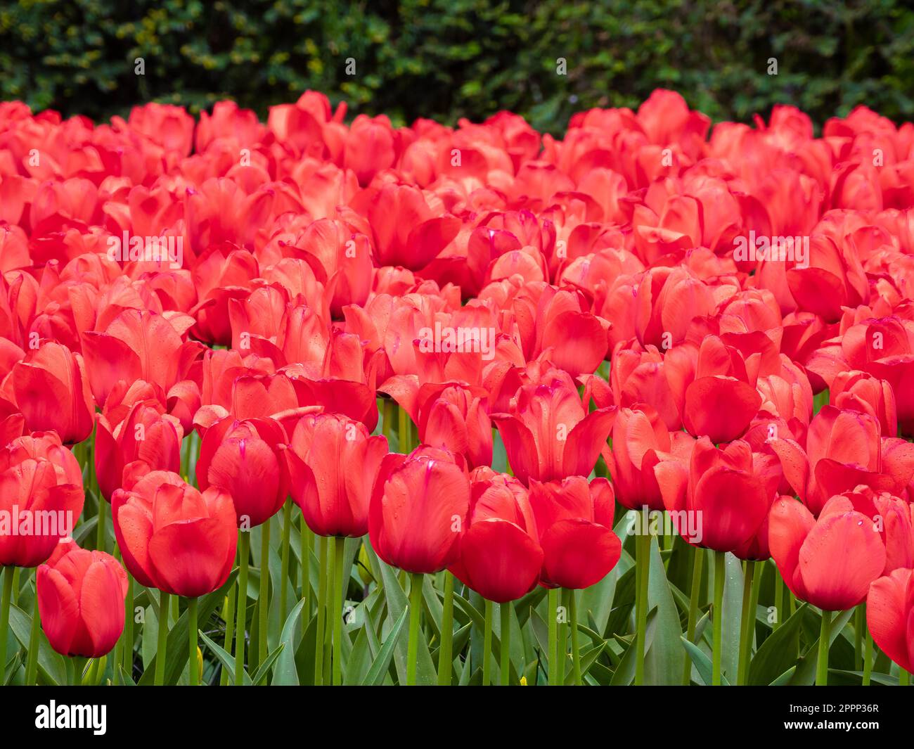 A vibrant field of red tulips in full bloom, their petals expressing the beauty and fragility of natures growth. Stock Photo