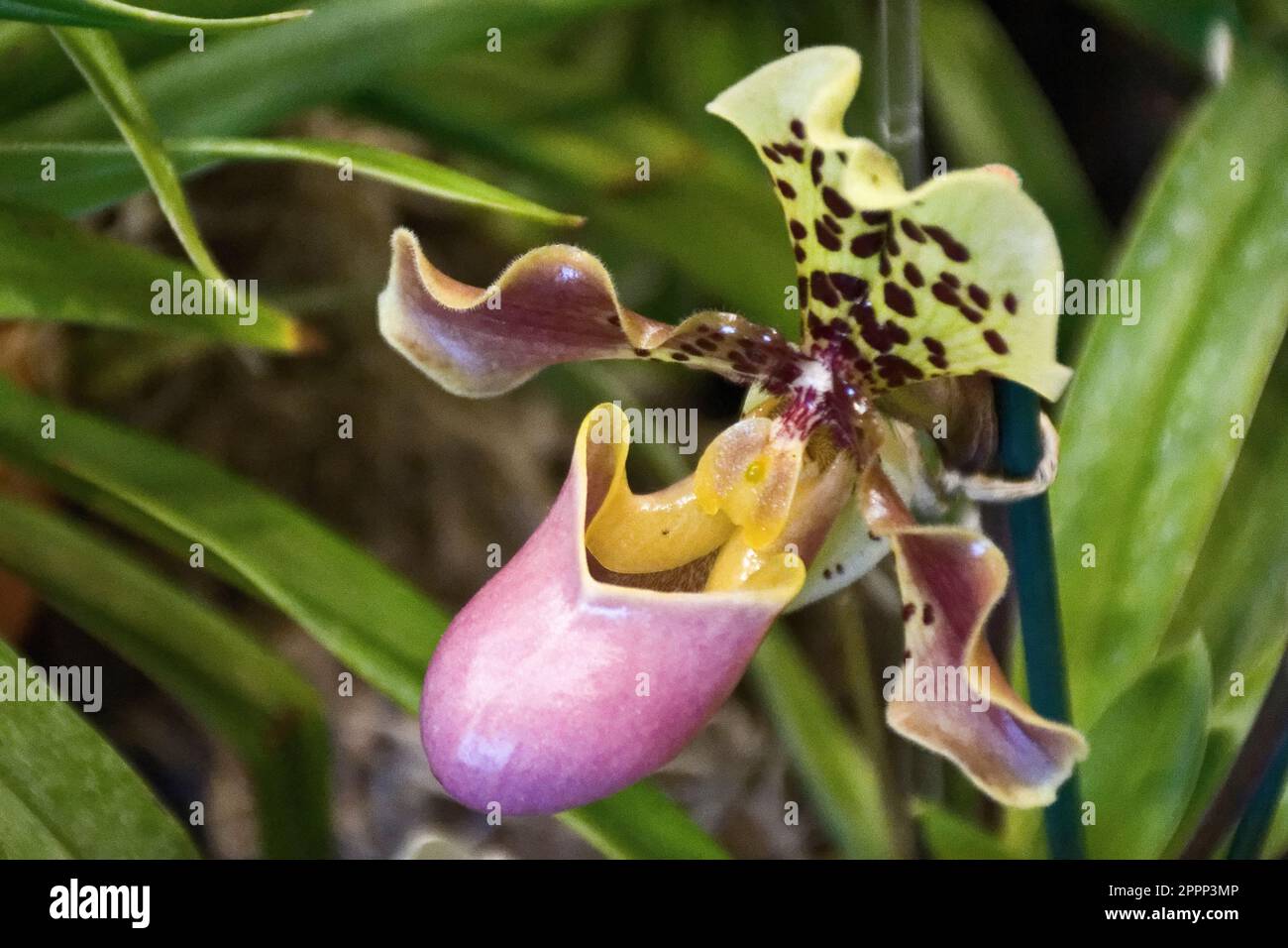 Tropical pink Papiopedilum orchid with yellow petal and green leaves, lady slipper orchid Stock Photo