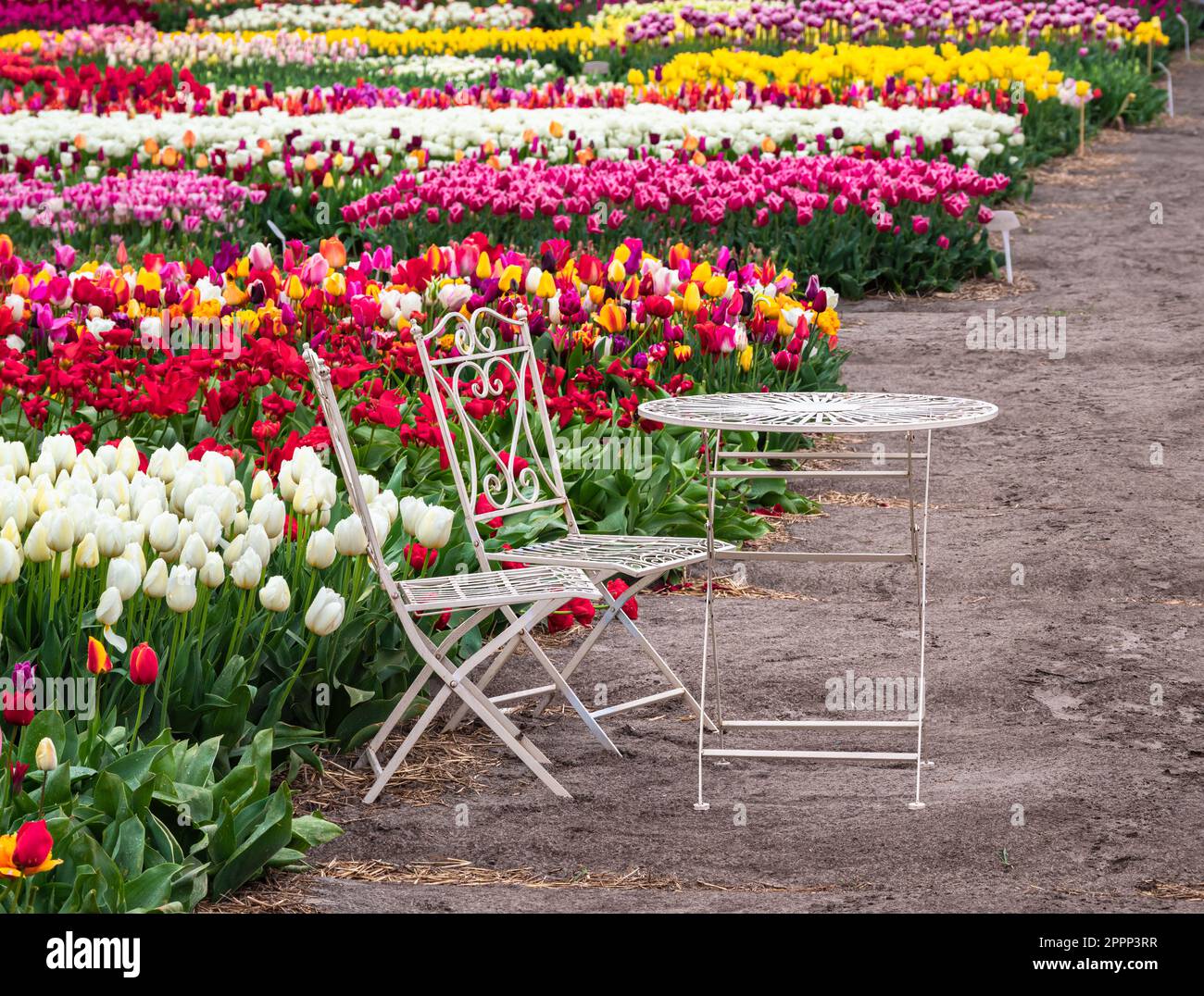 White metal chairs and a table in the field of multicolored blooming tulips near Amsterdam, Holland Stock Photo