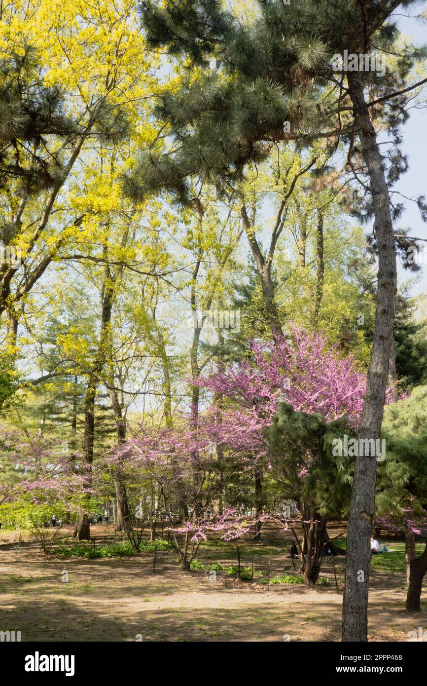 Springtime Central Park is a beautiful urban oasis in New York City, USA Stock Photo