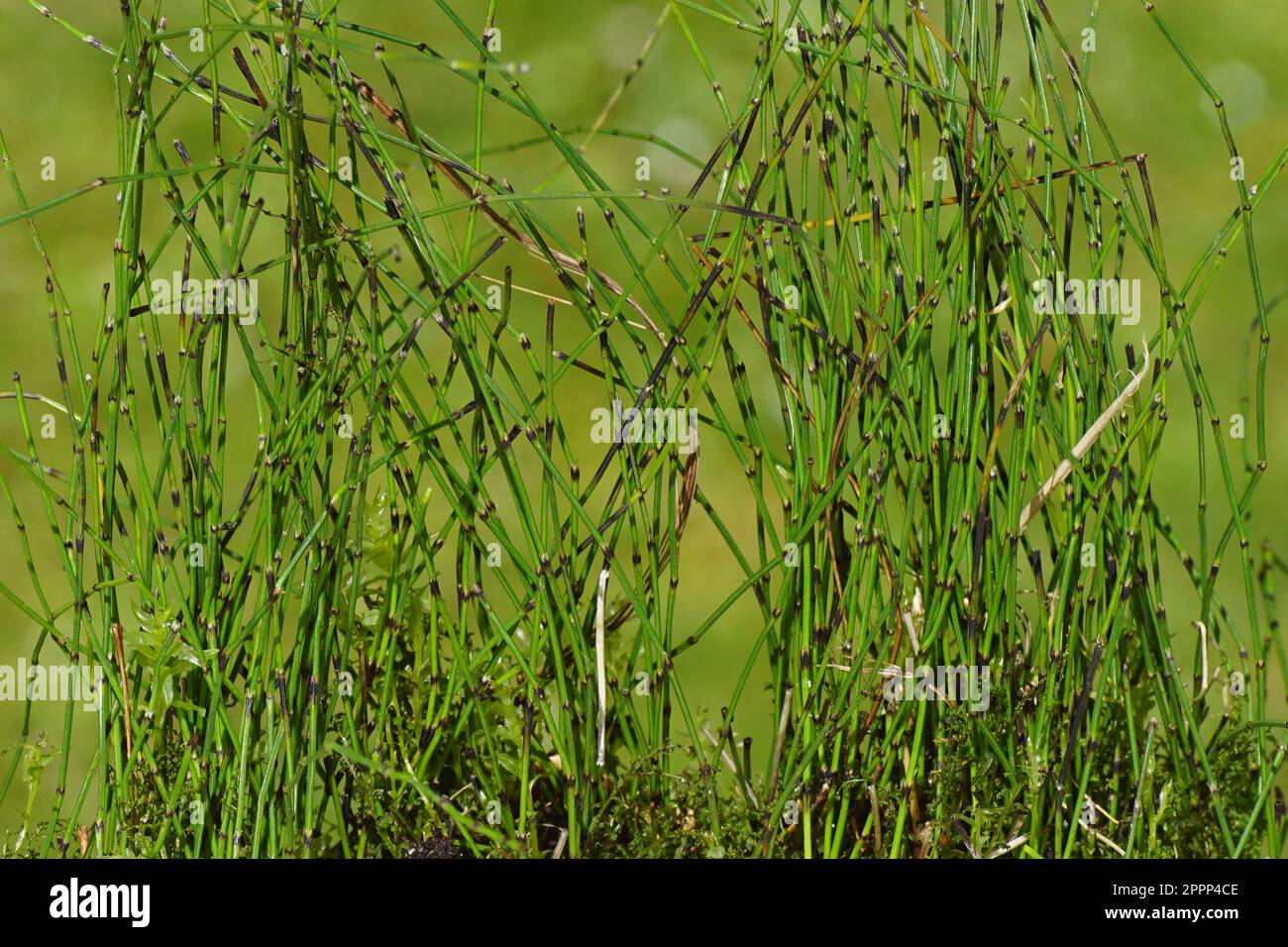 Closeup Small Horsetail, dwarf scouringrush (Equisetum scirpoides). Family horsetails (Equisetaceae). Dutch garden, spring, april Stock Photo