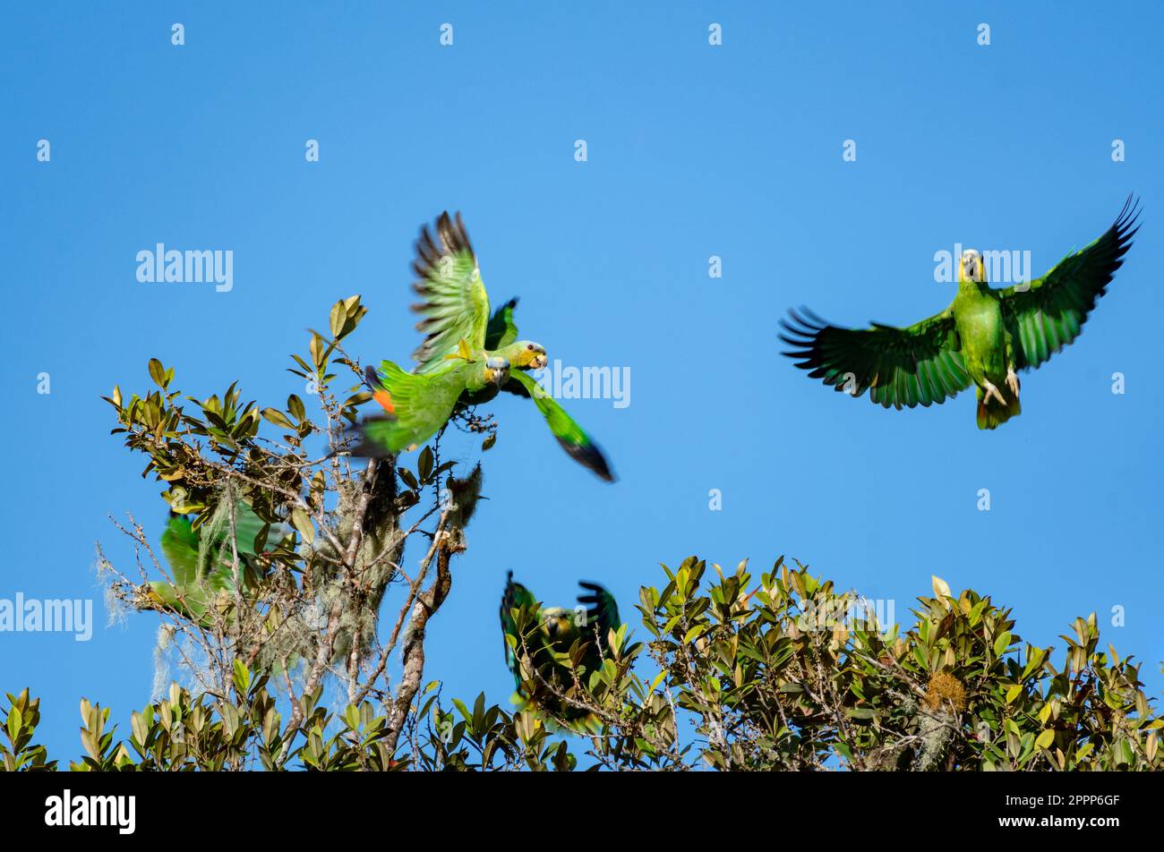 Several Orange-winged Amazon parrots flying and landing in a tree in a Caribbean rainforest. Stock Photo