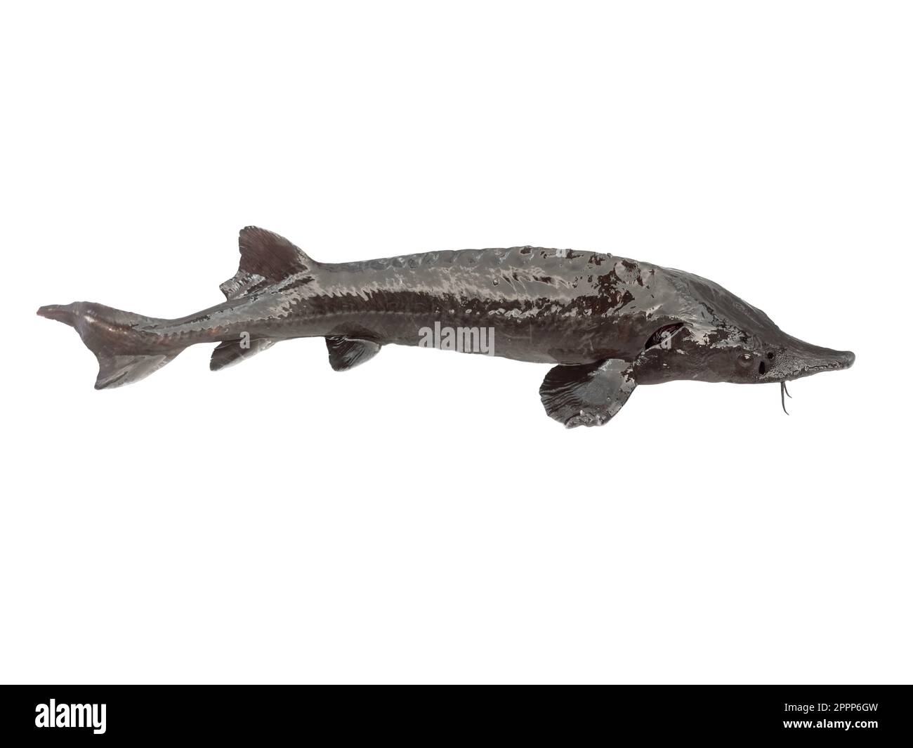 Beluga sturgeon fishing Cut Out Stock Images & Pictures - Alamy