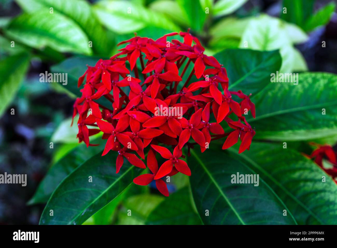 ixora casei red flower close up. Jungle geranium Stock Photo