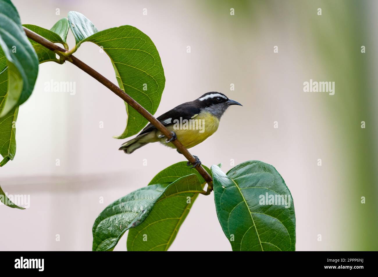 Bananquit bird perching on a branch with leaves with a light colored background Stock Photo