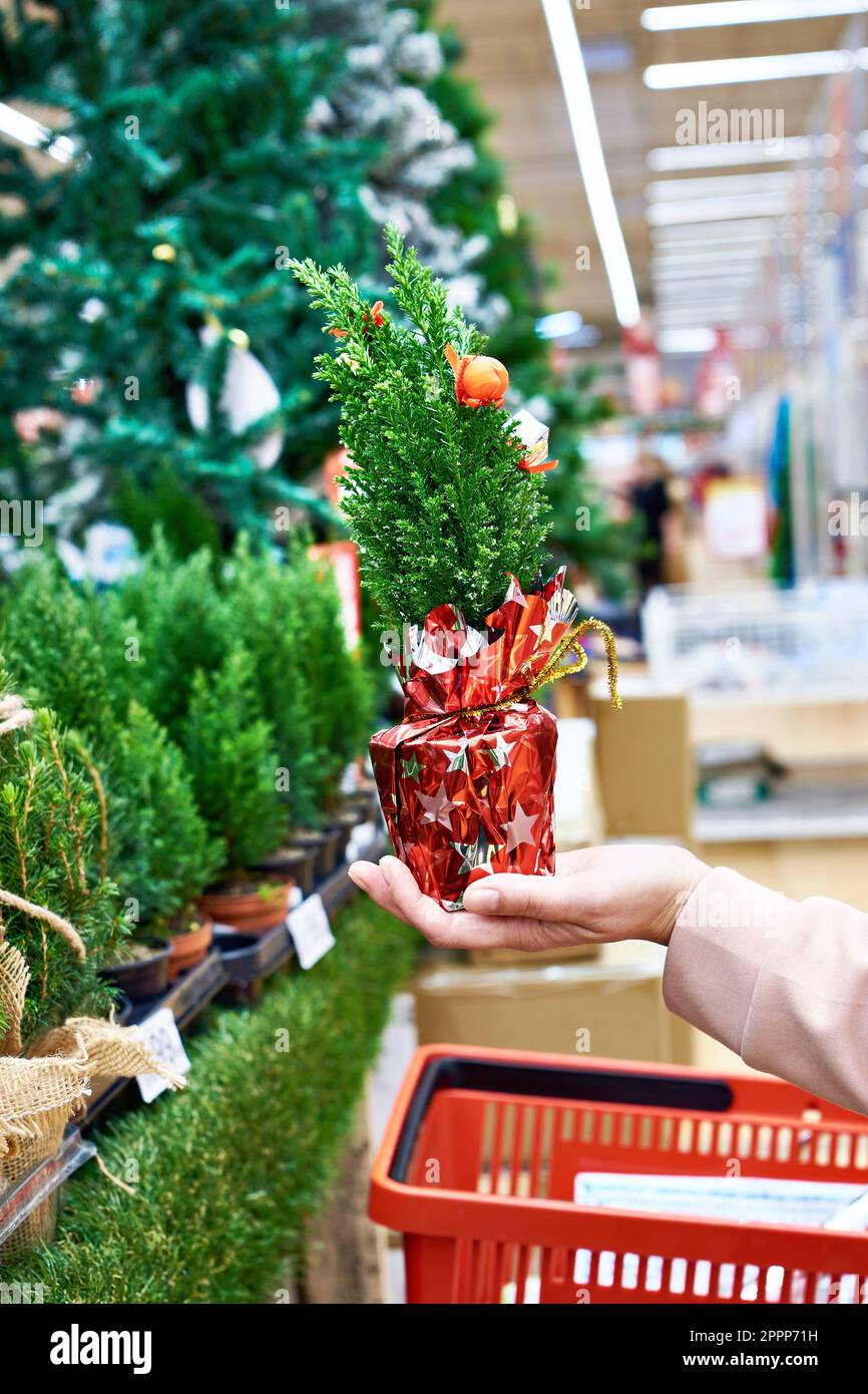 Christmas tree in pot in store Stock Photo Alamy