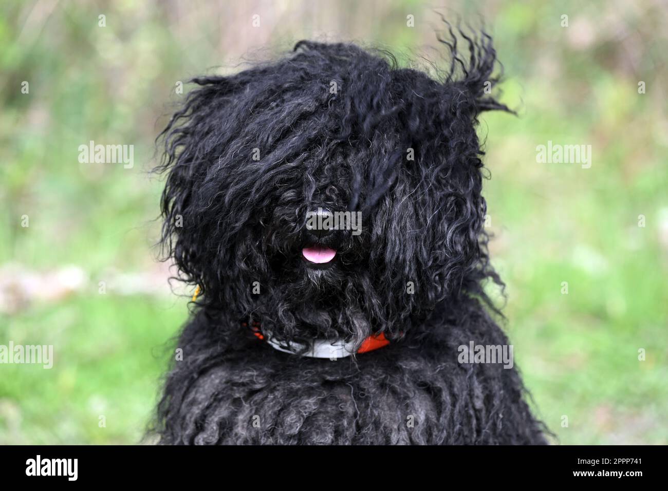 Head of black Hungarian Puli dog facing the camera Stock Photo