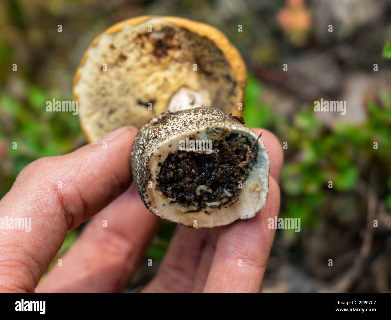 Wormy mushroom. Infection of fungi with worms. Autumn mushroom picking