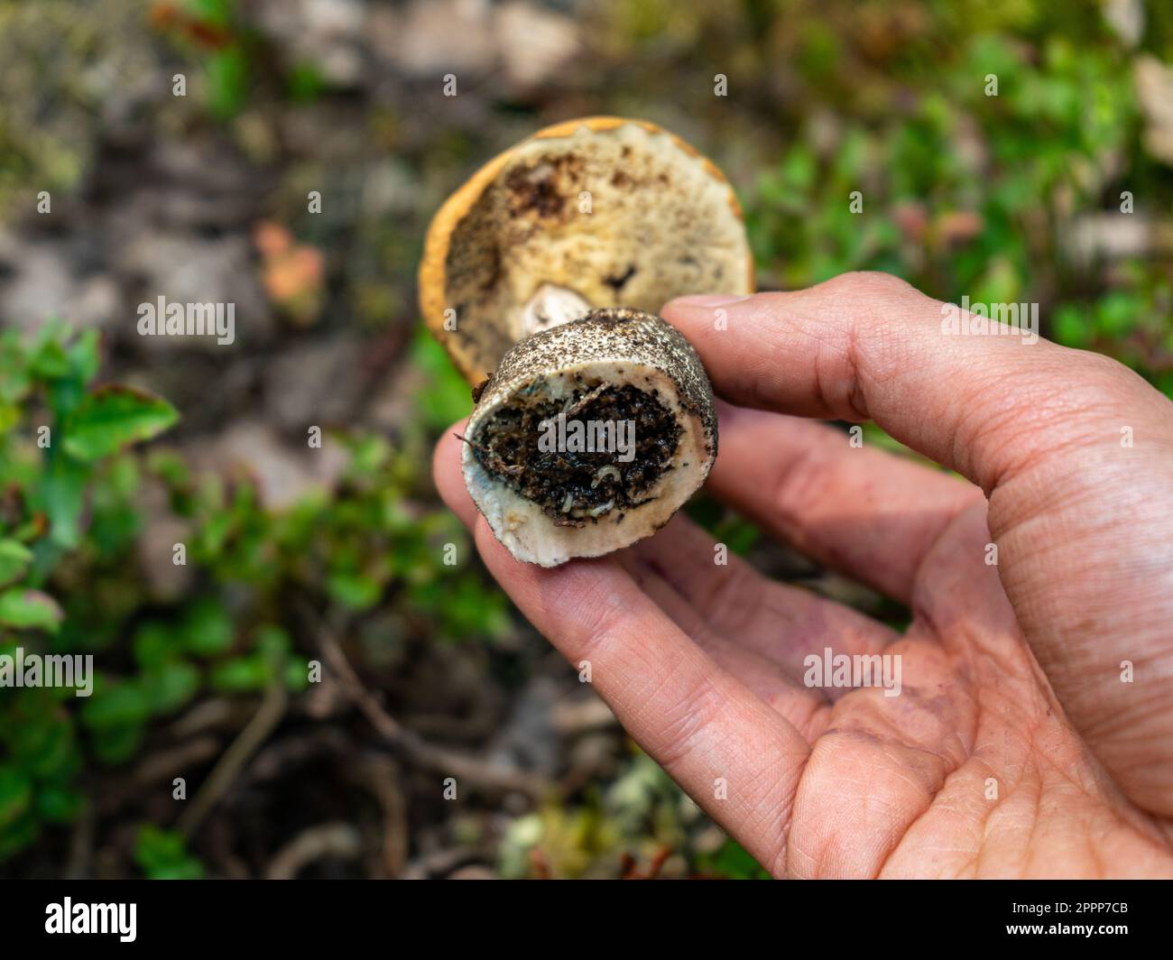Wormy mushroom. Infection of fungi with worms. The leg of the mushroom