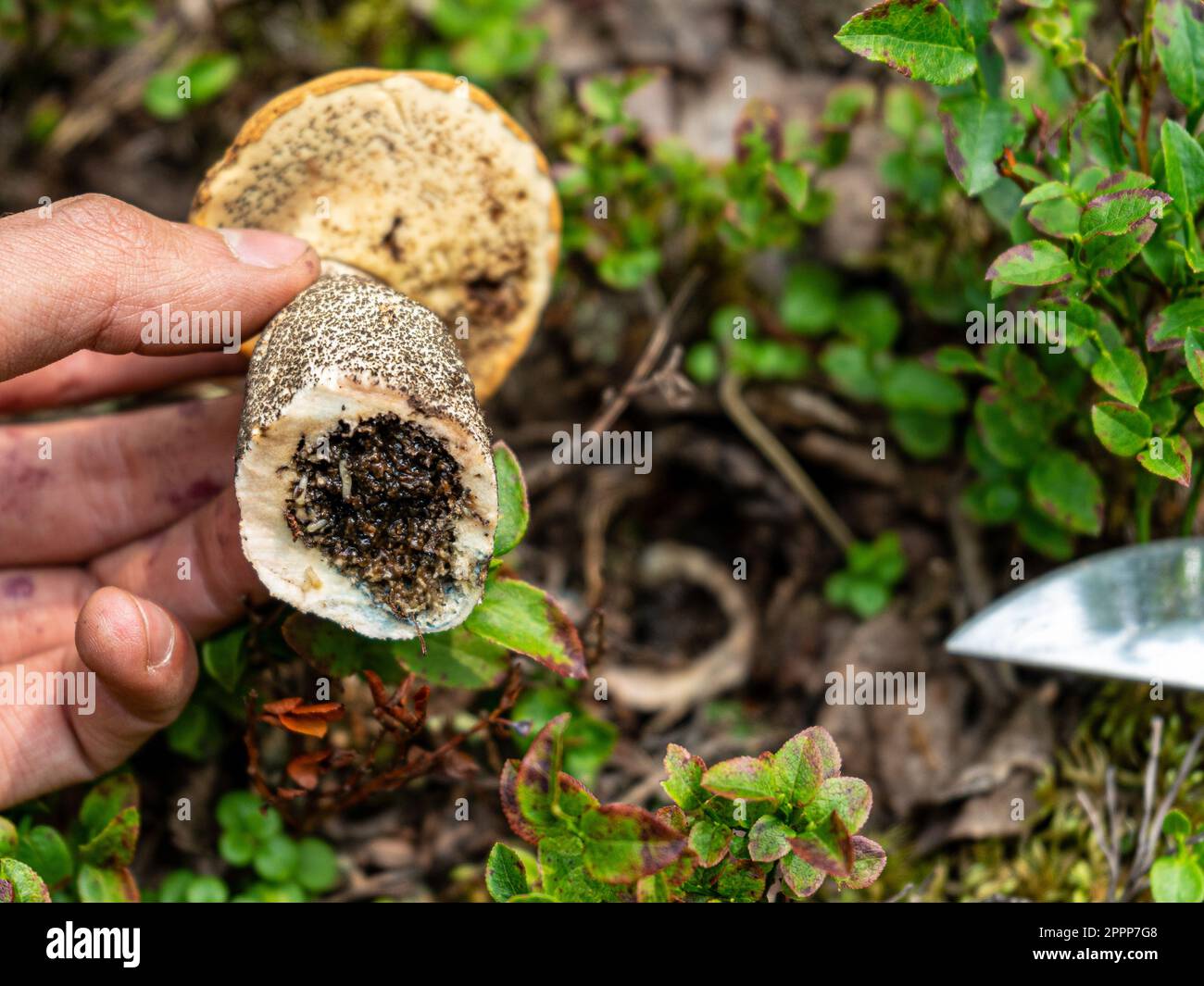 holds a cut old white mushroom eaten by worms. Wormy mushroom. Autumn mushroom picking Stock