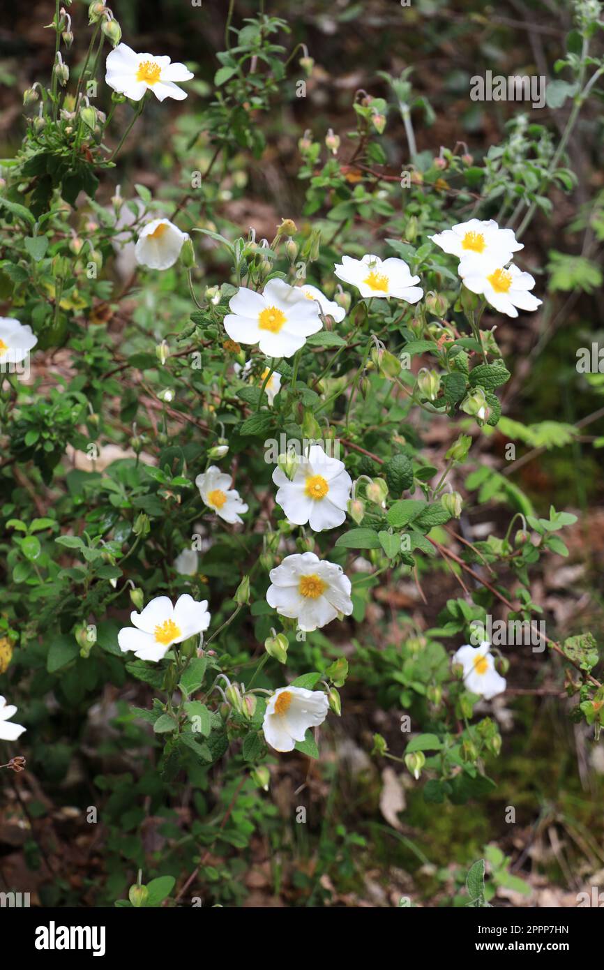 Cistus salvifolius, the Sage-Leaved Rock-Rose, from the Cistaceae Family (Rock-Rose family), native to the Mediterranean region Stock Photo