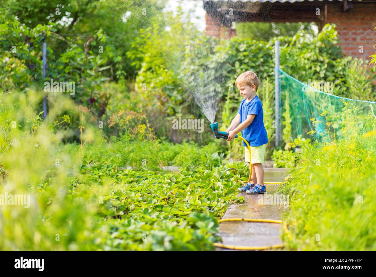 Child watering flowers and plants in garden. Little boy gardening Stock ...