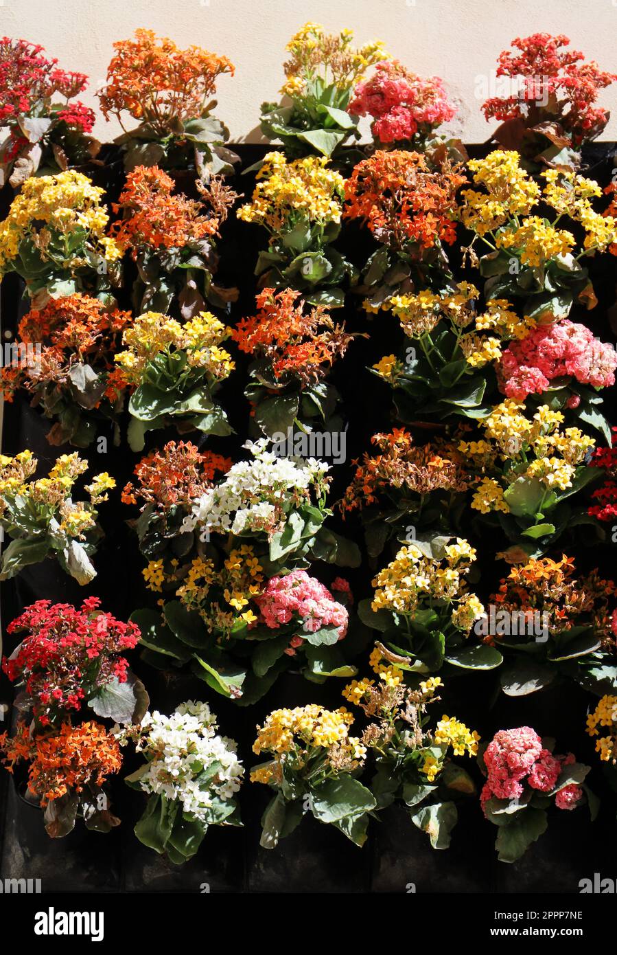 Variety of colorful Begonia flowering plants at the garden shop Stock Photo