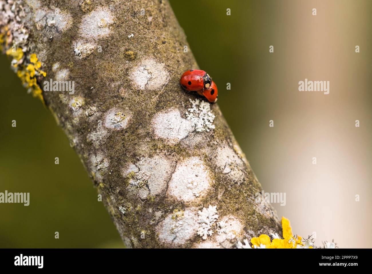 Mating ladybugs on the apple tree Stock Photo - Alamy