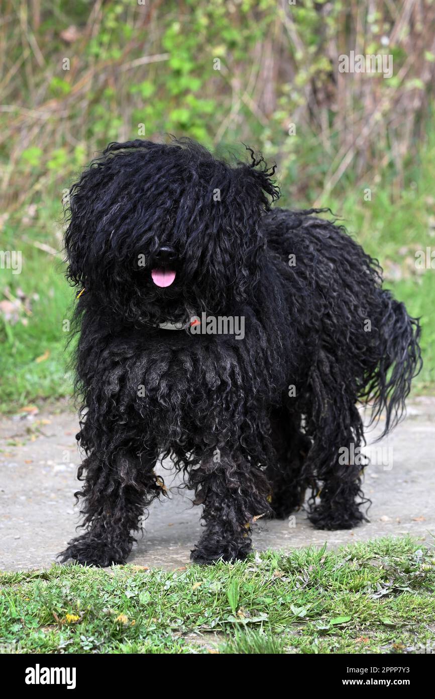 Black Hungarian Puli dog facing the camera Stock Photo