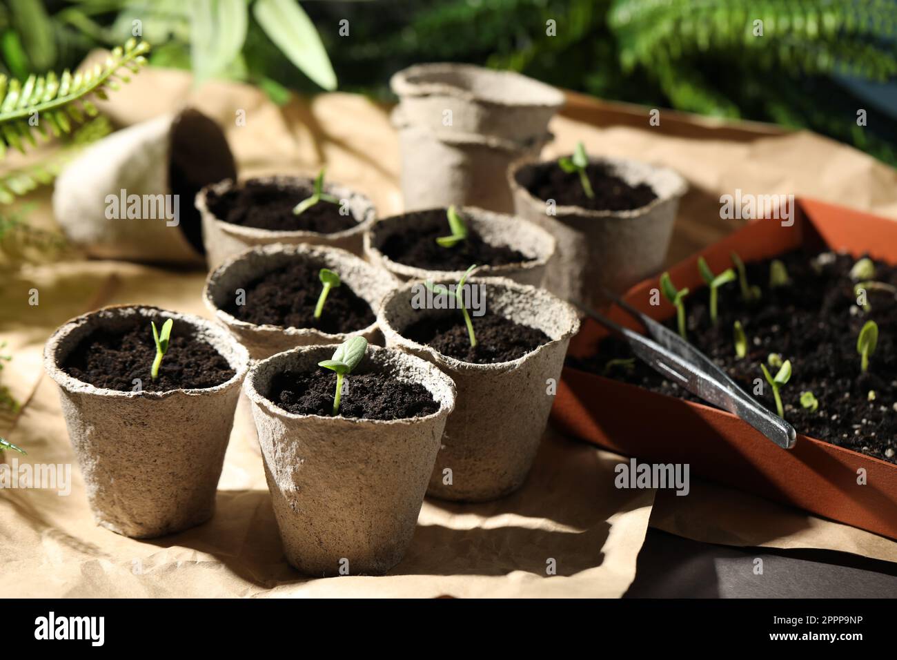Young seedlings in peat pots on table Stock Photo - Alamy
