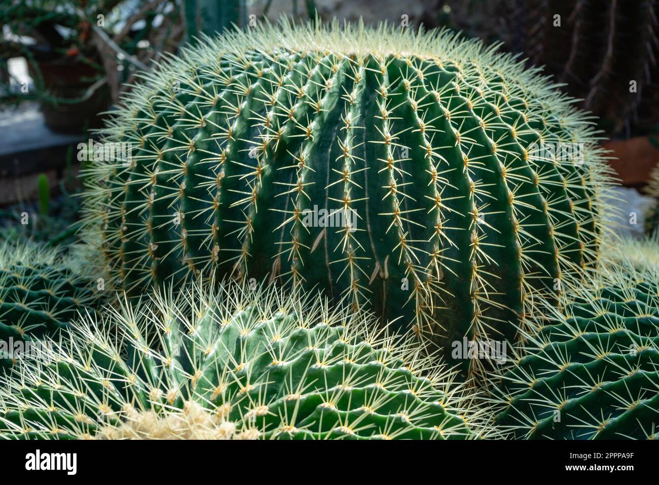 large-succulents-hi-res-stock-photography-and-images-alamy