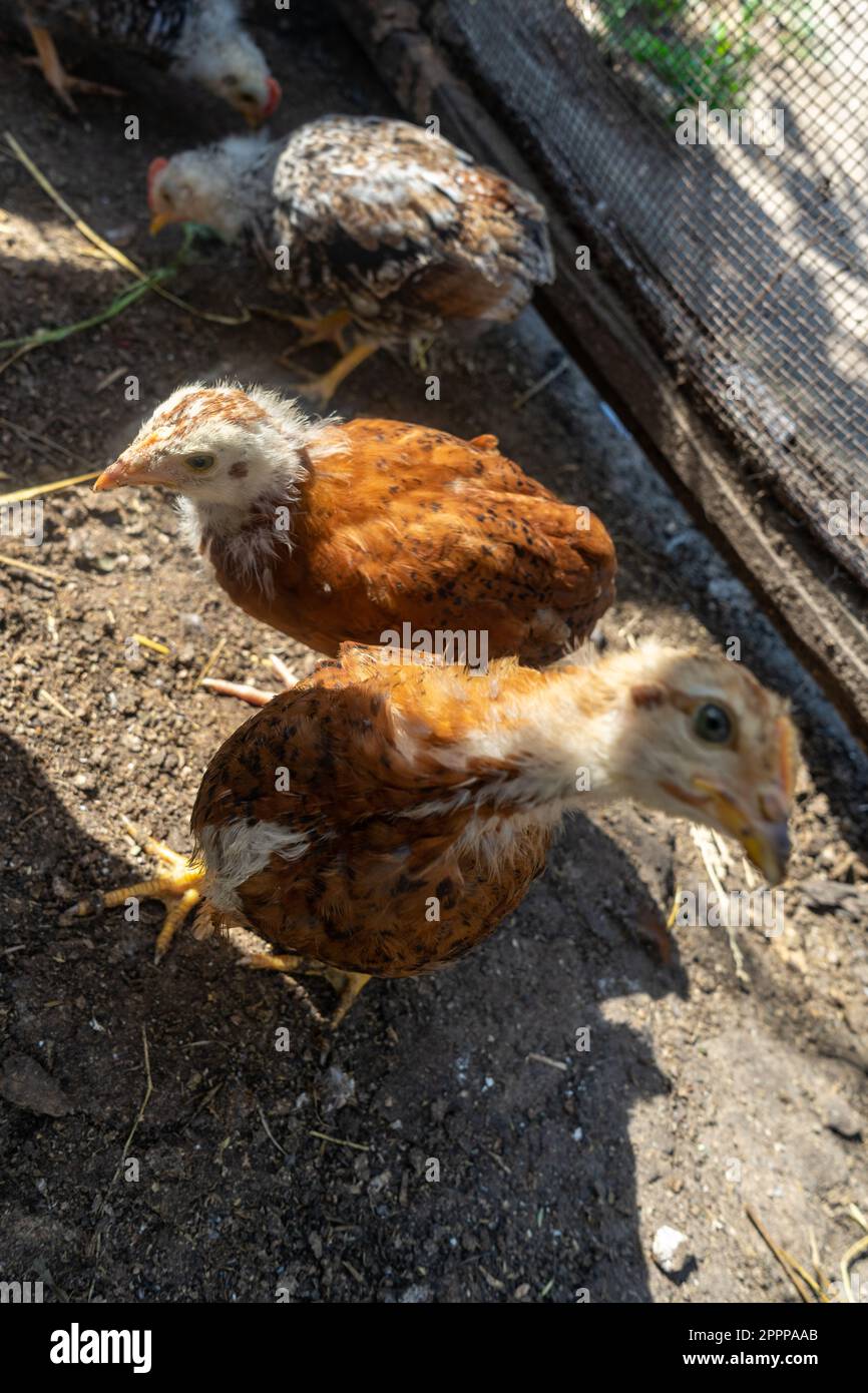 chickens in the coop. Home farm in the village Stock Photo - Alamy