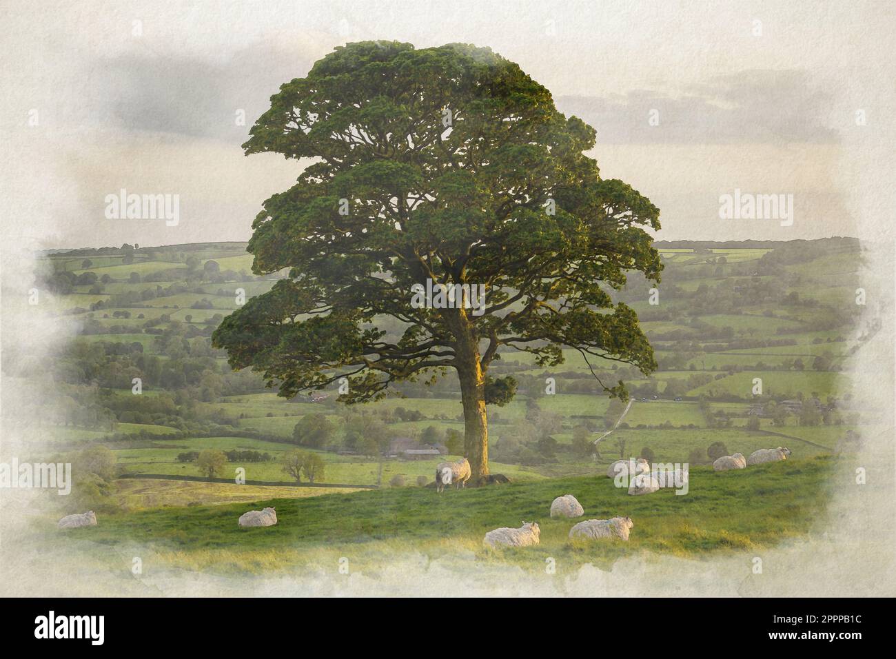 A digital watercolour painting of rural scene of lambs, and sheep ...