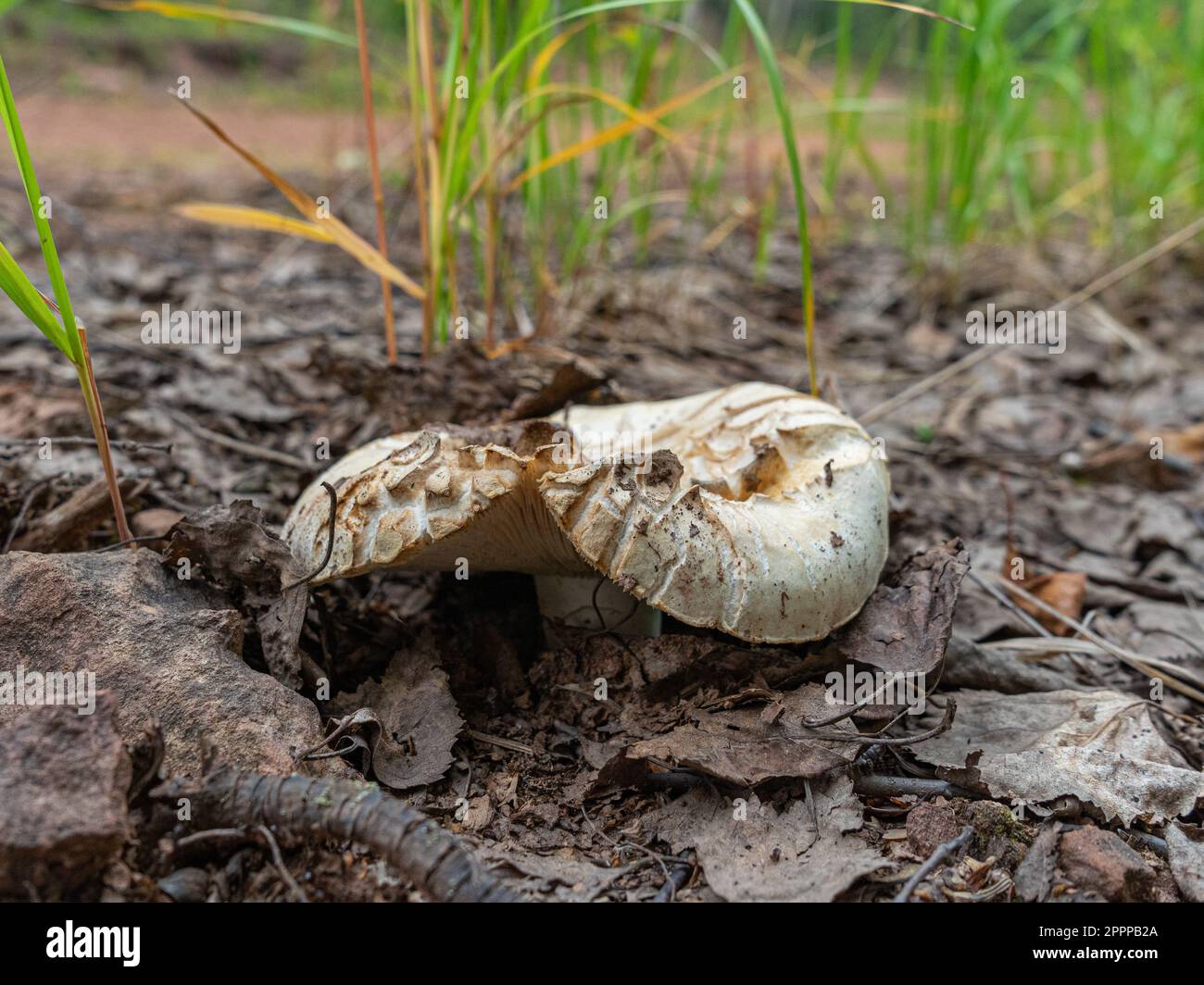 Russulaceae Family russulaceae hi-res stock photography and images - Alamy