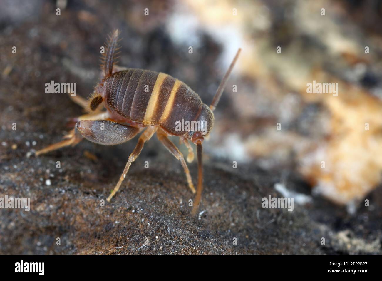 Ant cricket, Myrmecophilous cricket, Ant's nest cricket (Myrmecophilus acervorum). Orthopteran insects in the family Myrmecophilidae. Stock Photo